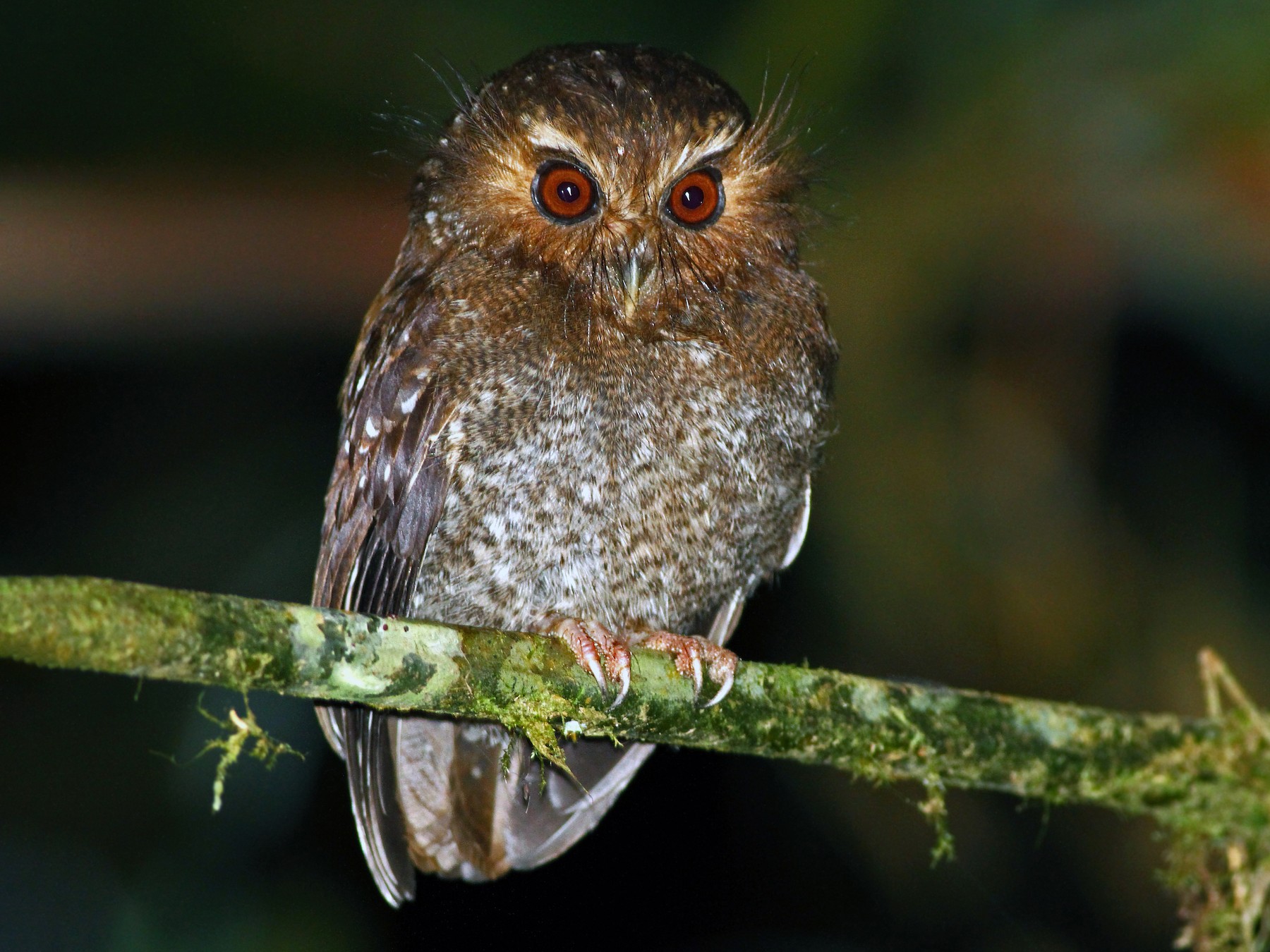 Long-whiskered Owlet - Andrew Spencer