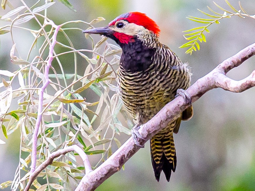 Black-necked Woodpecker - Pranav Narasimhan