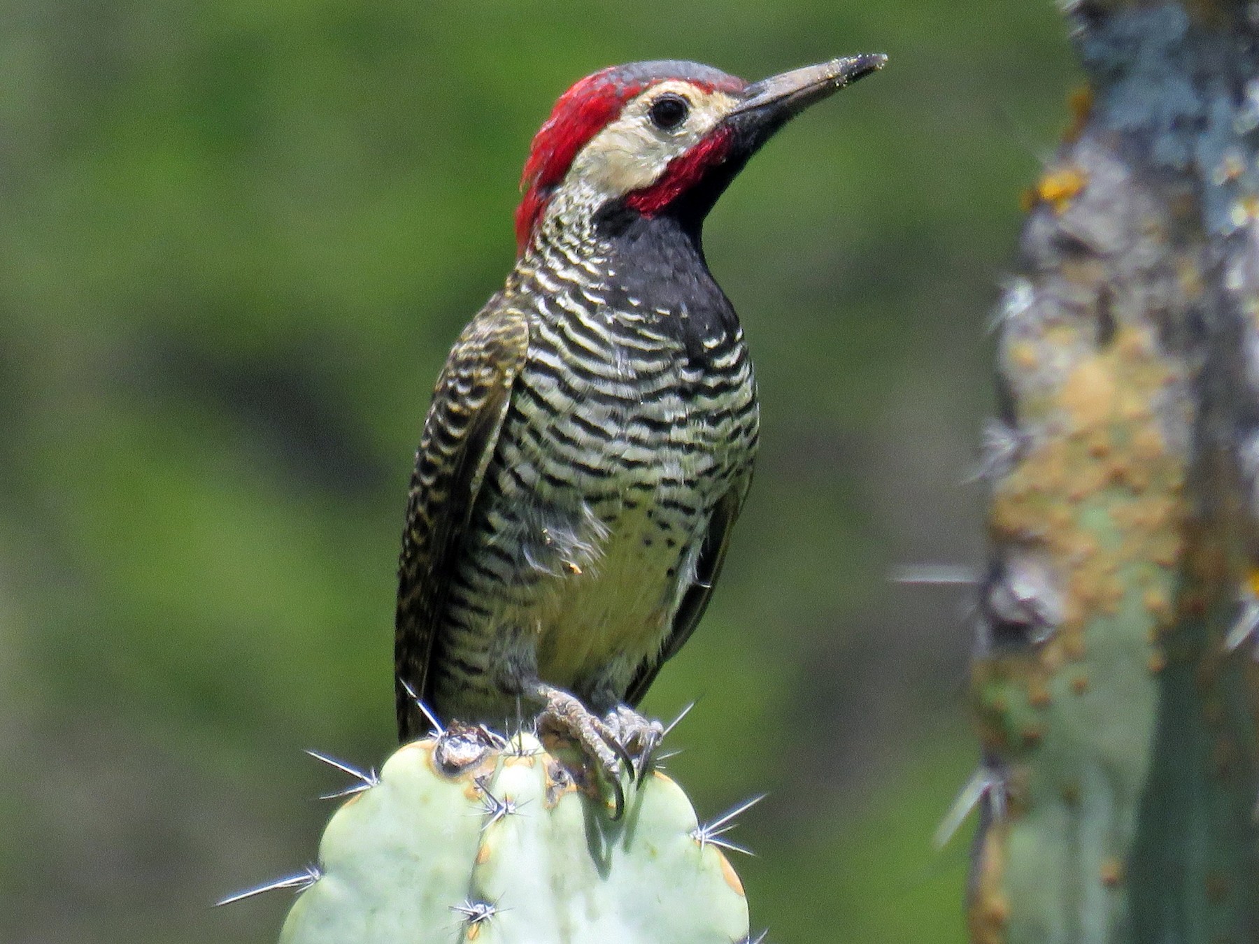 Black-necked Woodpecker - Manuel Roncal-Rabanal