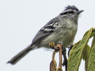  - Creamy-bellied Antwren