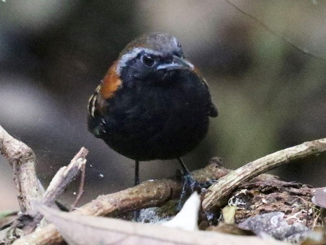 Male - Cordillera Azul Antbird - 