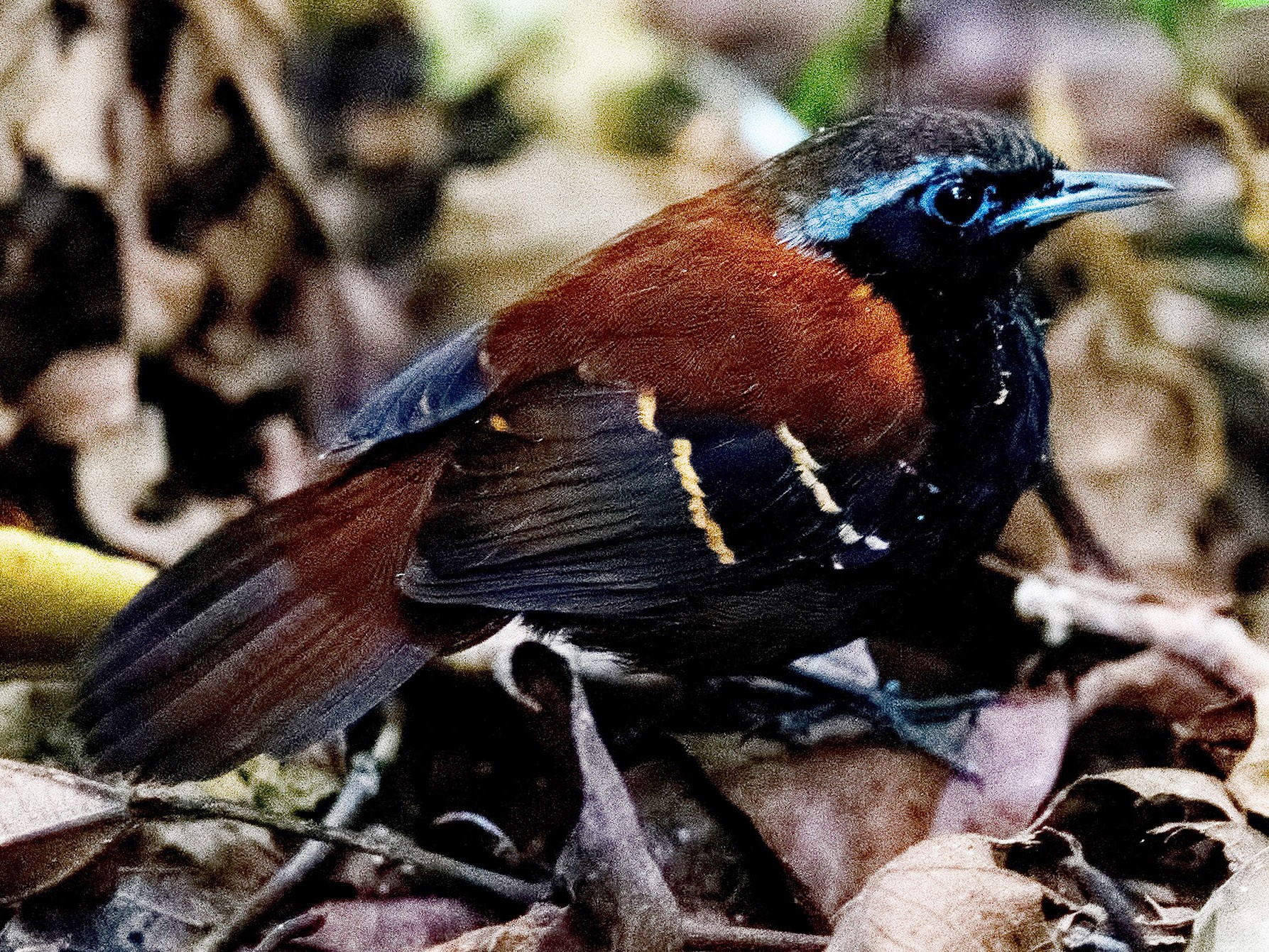 Cordillera Azul Antbird - Shailesh Pinto