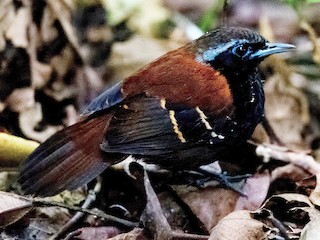  - Cordillera Azul Antbird