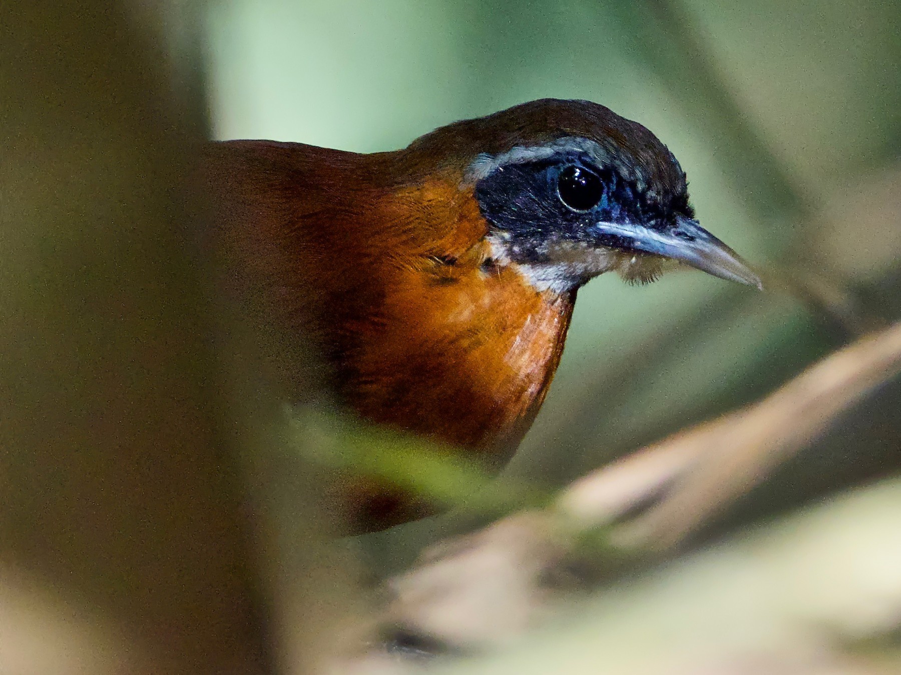 Cordillera Azul Antbird - Paul Sullivan