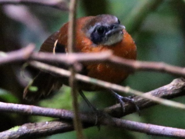 Female - Cordillera Azul Antbird - 