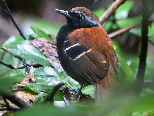 Male - Cordillera Azul Antbird - 