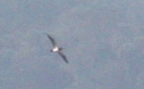 Brown Booby - ML21053901