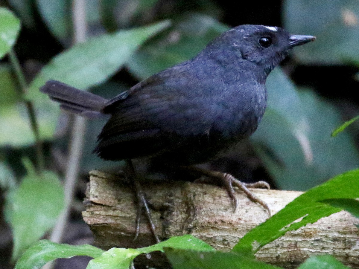 Bolivian Tapaculo - Scytalopus bolivianus - Birds of the World