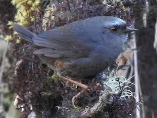  - Diademed Tapaculo