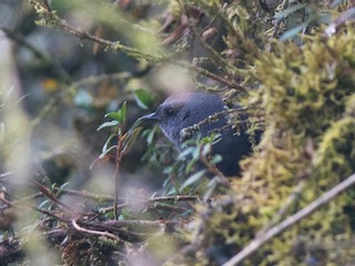  - Diademed Tapaculo