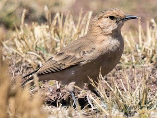  - Dark-winged Miner