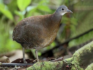  - Hooded Tinamou