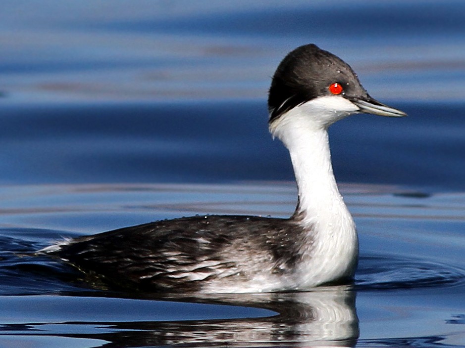 Junin Grebe - Andrew Spencer