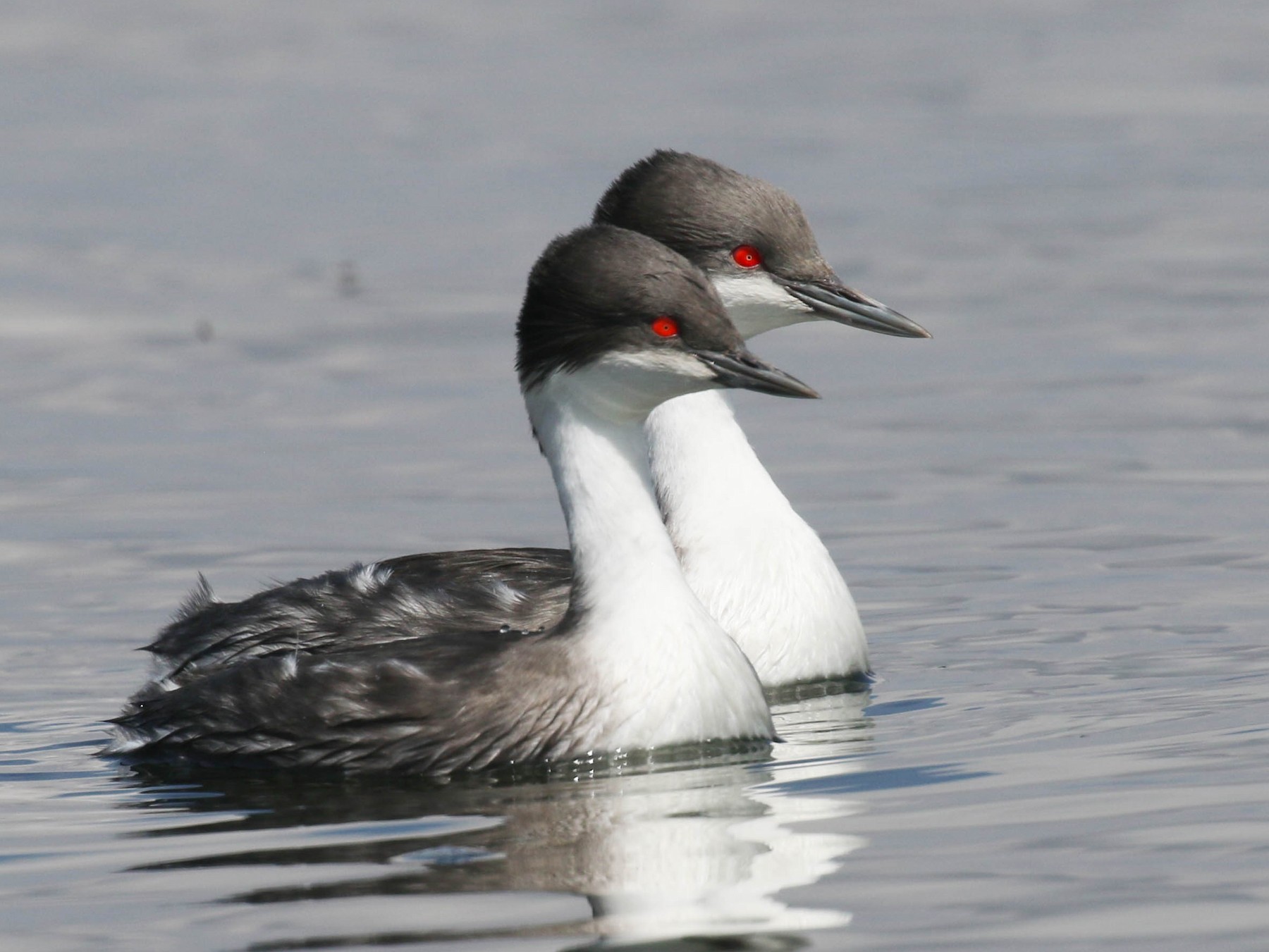 Junin Grebe - Knut Hansen