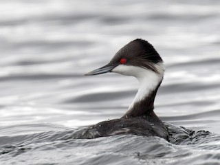 ペルーカイツブリ - eBird