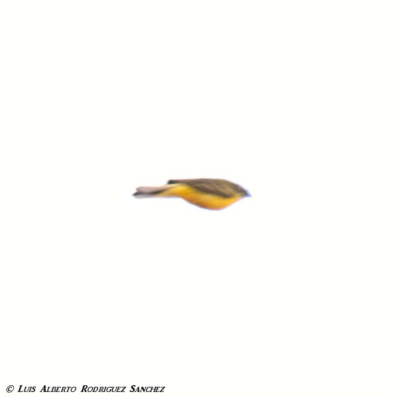 Western Yellow Wagtail - Luis Alberto rodriguez sanchez