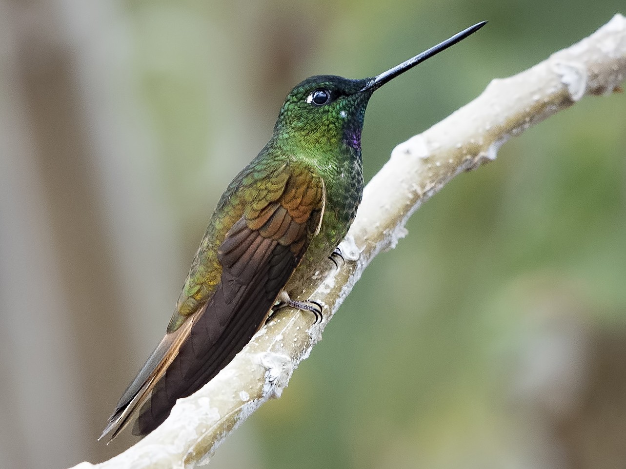 Violet-throated Starfrontlet - Peter Hawrylyshyn