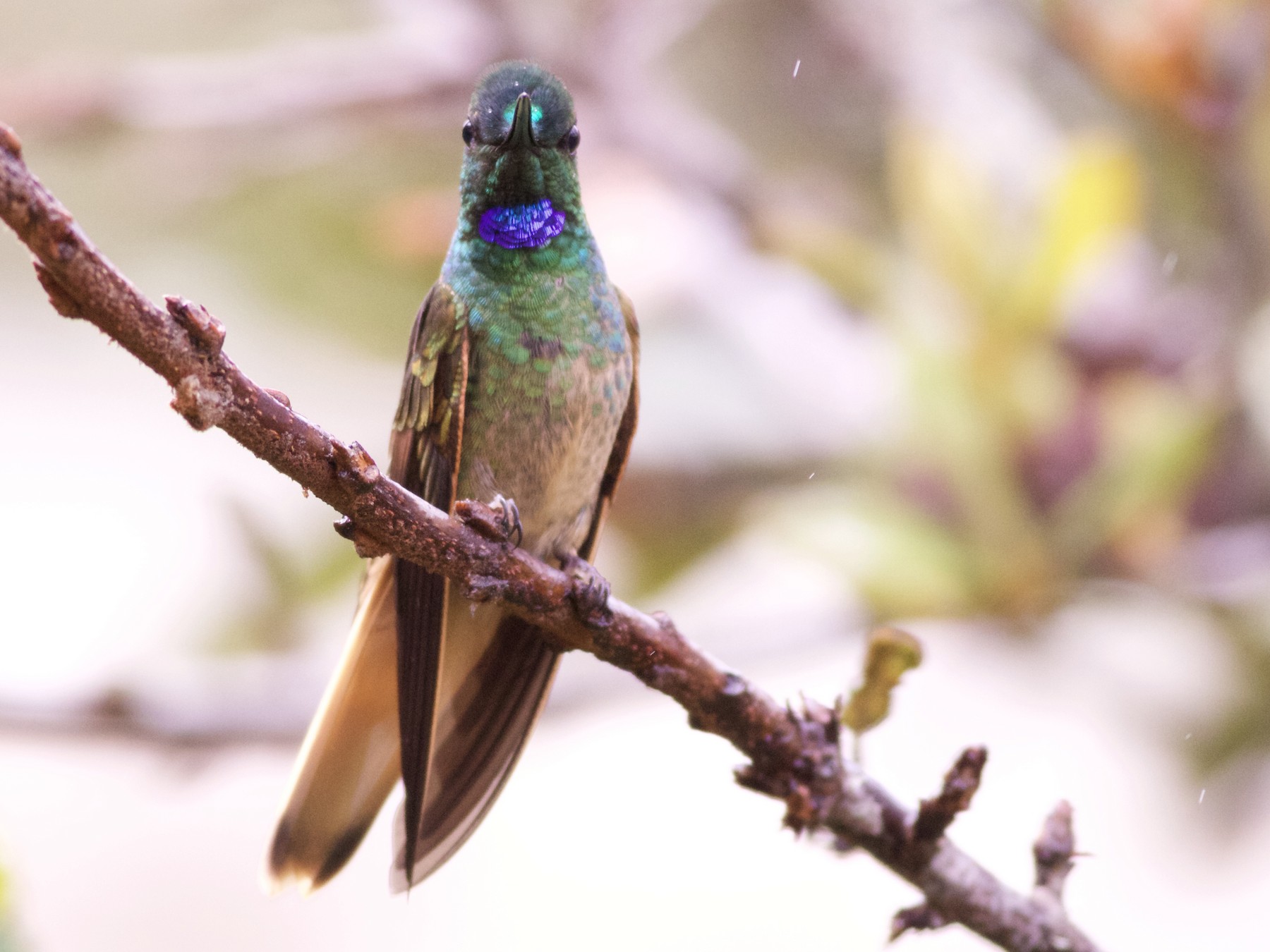Violet-throated Starfrontlet - eBird