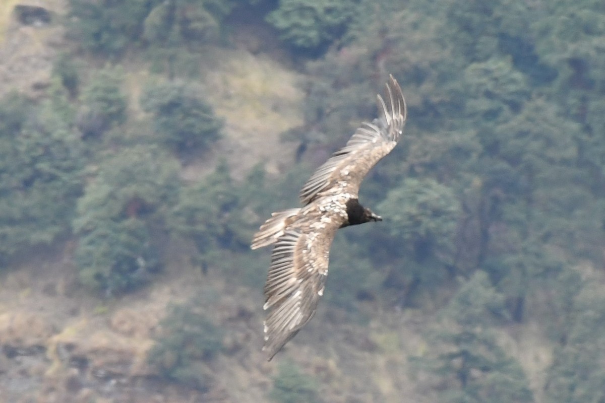 Bearded Vulture - ML210546201