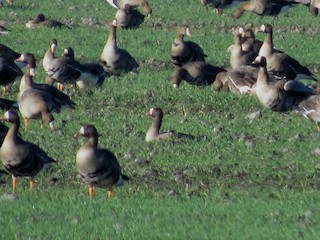 Lesser White-fronted Goose, ML210554691