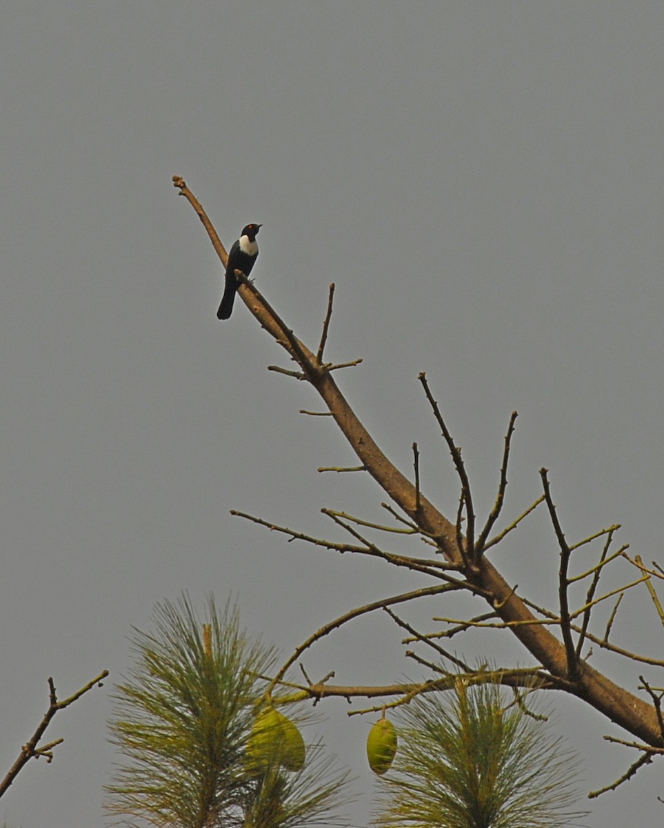 White-collared Starling - ML210558471