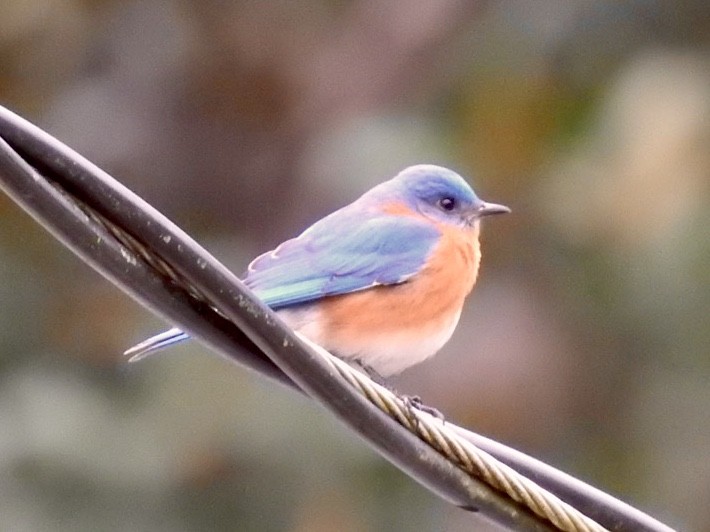 Eastern Bluebird - Karen Seward
