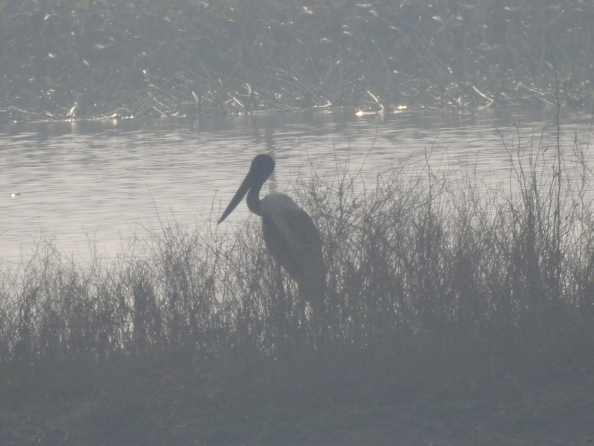 Black-necked Stork - ML210561411