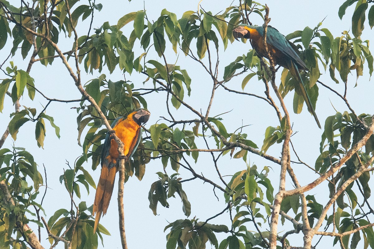 Blue-and-yellow Macaw - Warren Whaley