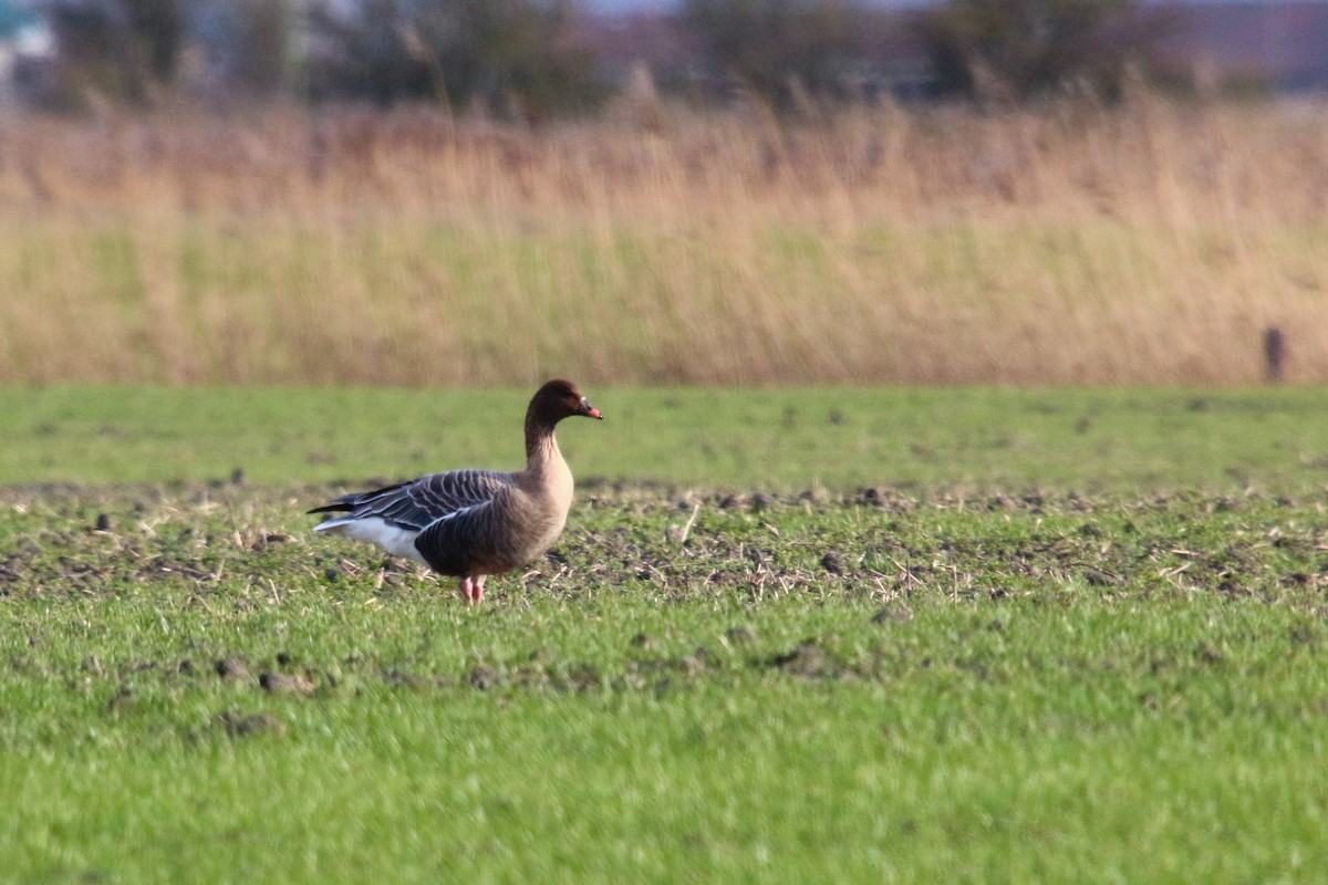 Pink-footed Goose - ML210564501