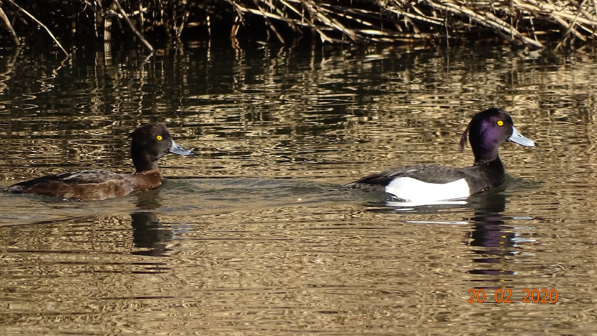 Tufted Duck - ML210566351