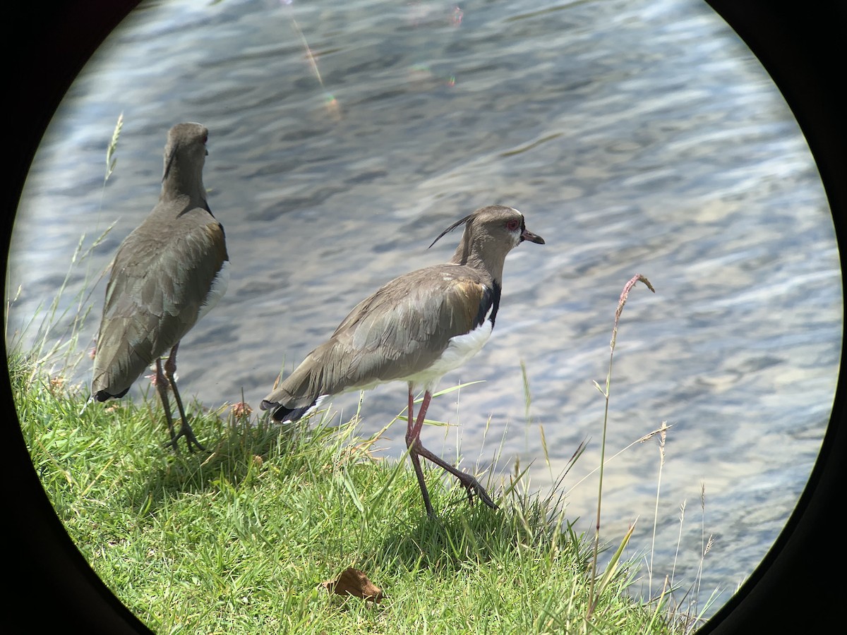 Southern Lapwing - Anonymous