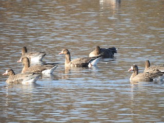 Greater White-fronted Goose, ML210577541