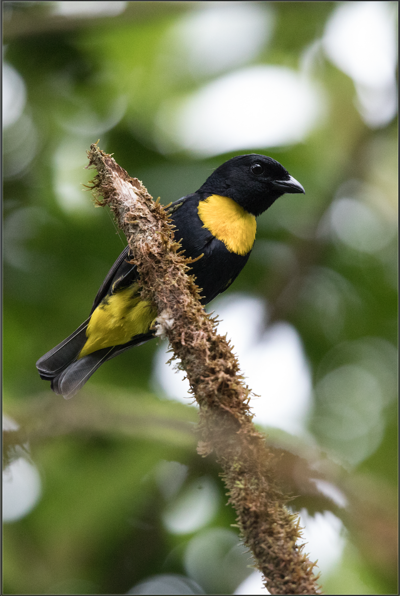 Golden-chested Tanager - James Muchmore