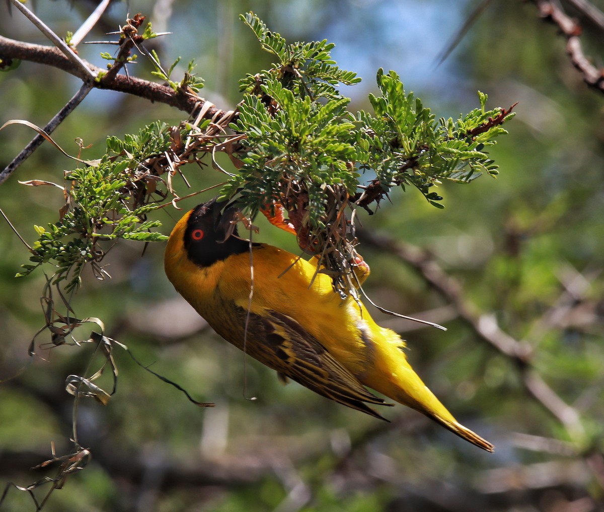 Southern Masked-Weaver - Andrew Price