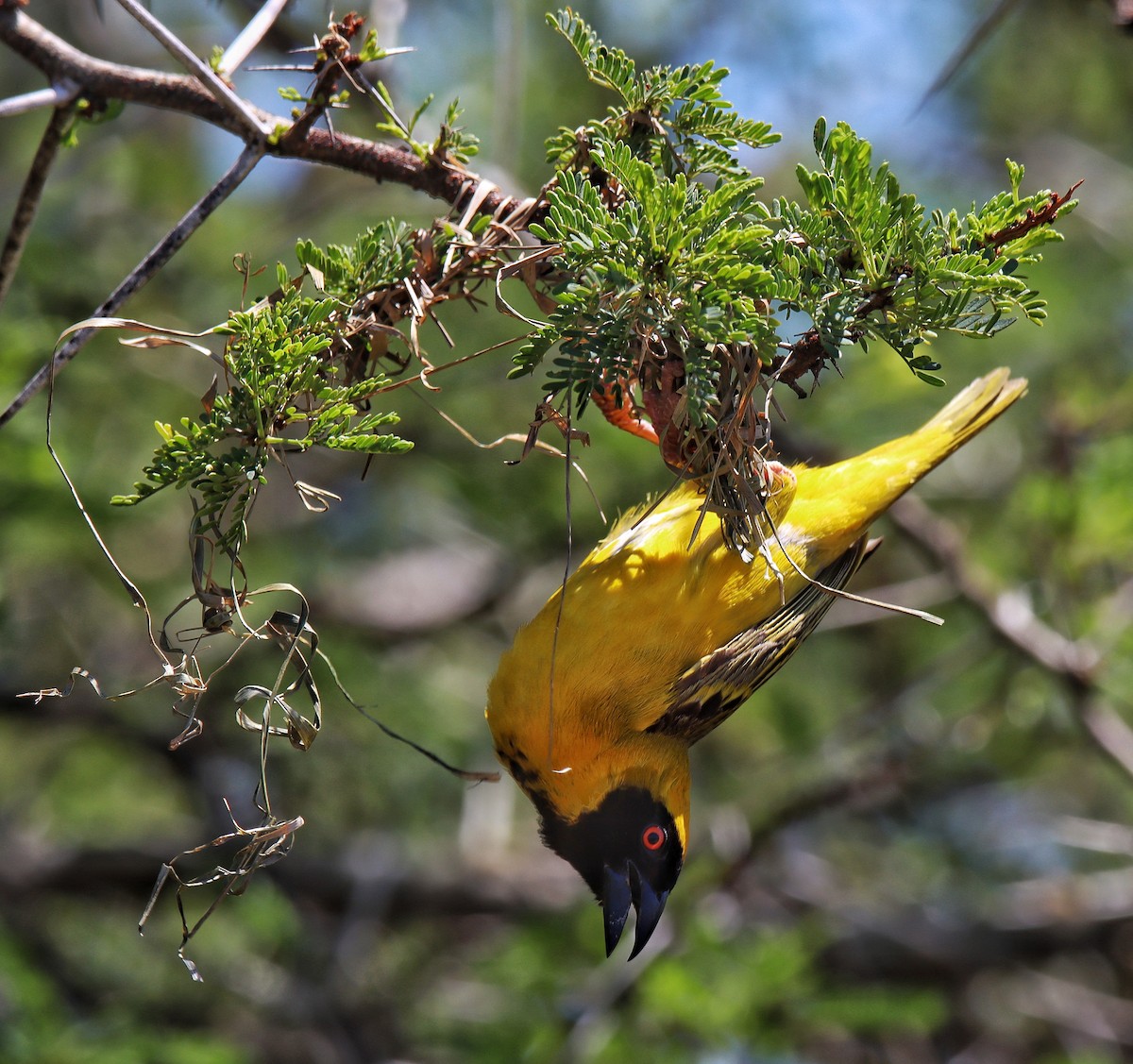 Southern Masked-Weaver - Andrew Price