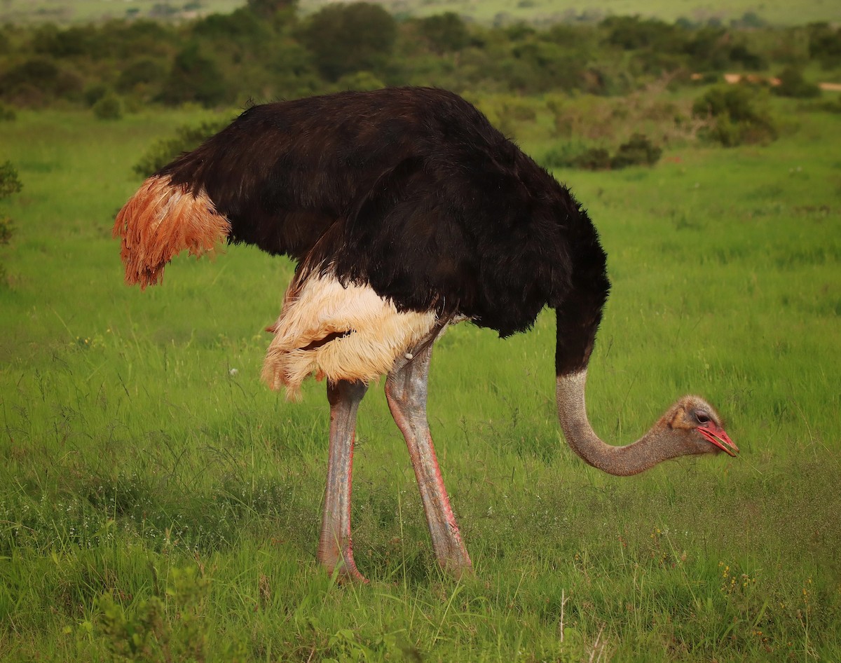 Common Ostrich - Andrew Price