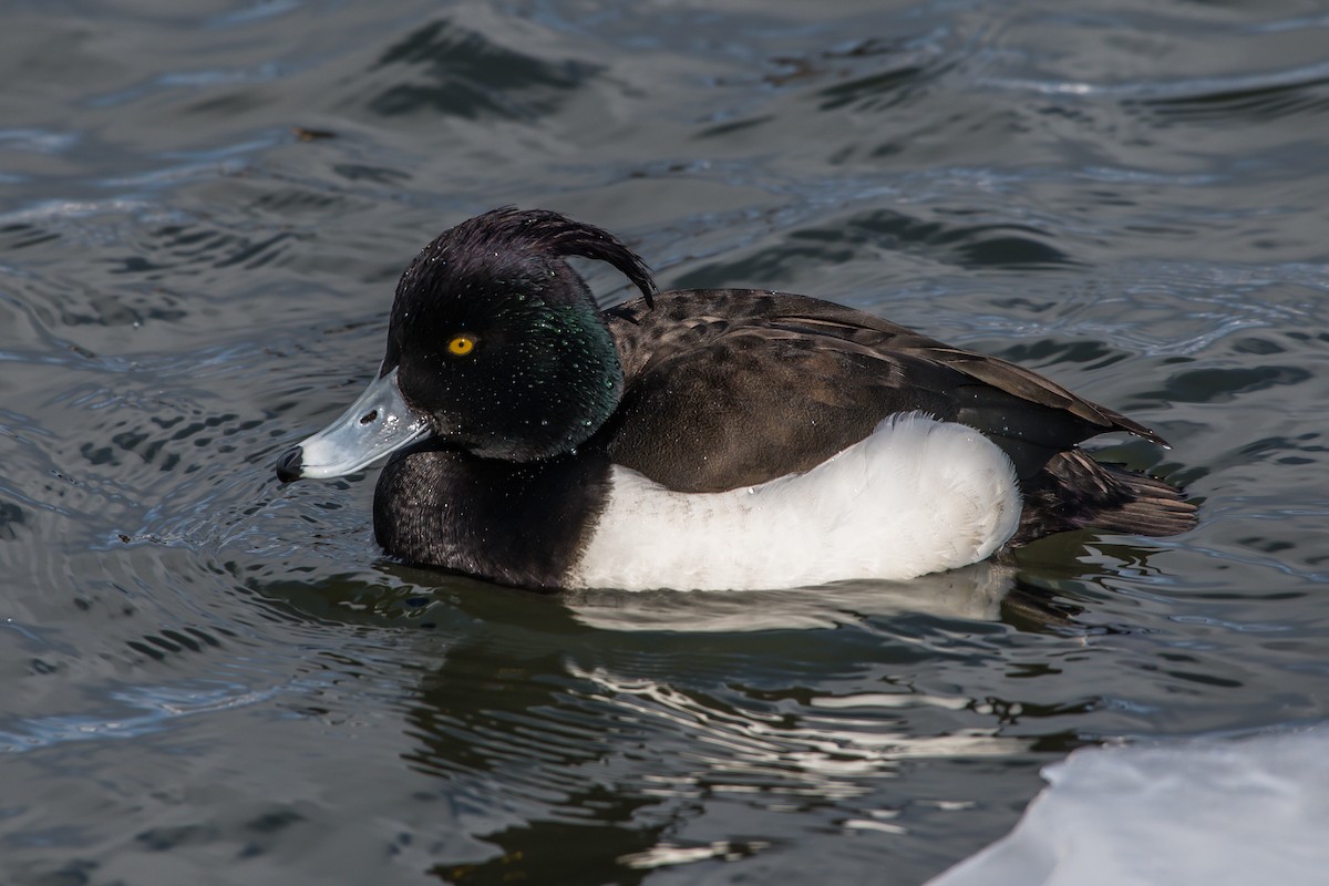 Tufted Duck - ML210587641