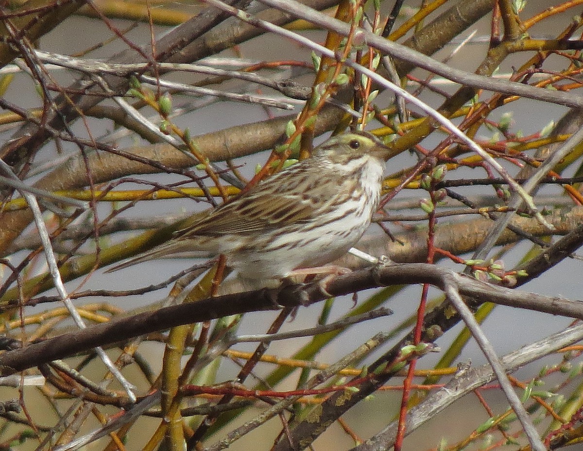 Savannah Sparrow - ML210589661