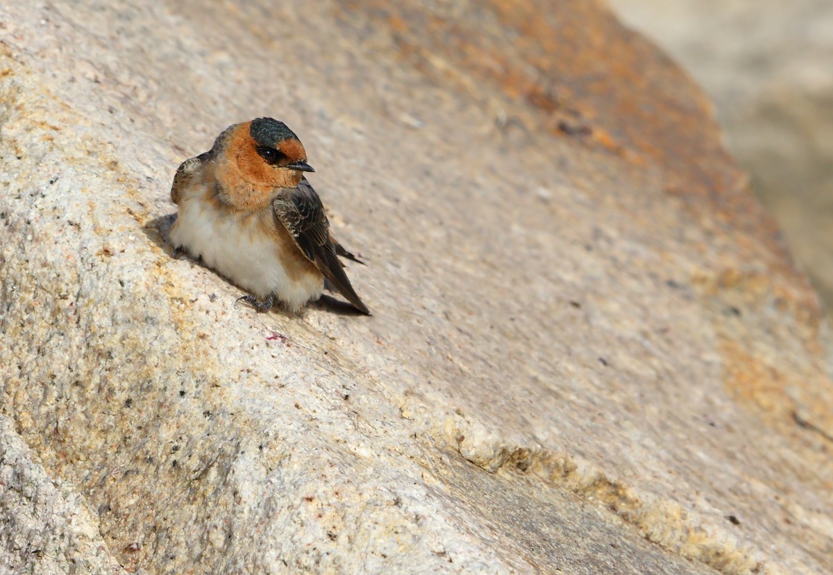 Cave Swallow - ML21059221
