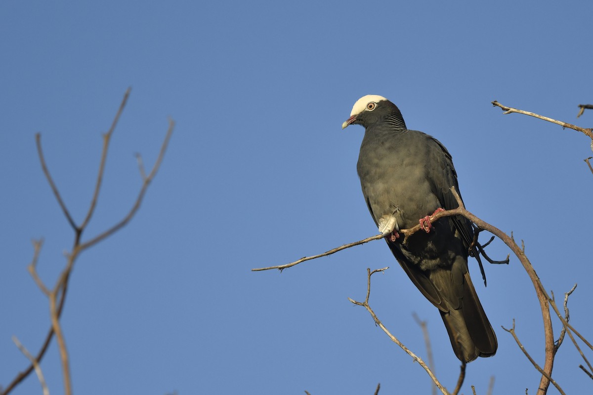White-crowned Pigeon - ML210592461