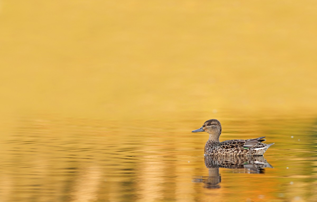 Green-winged Teal - ML210592811