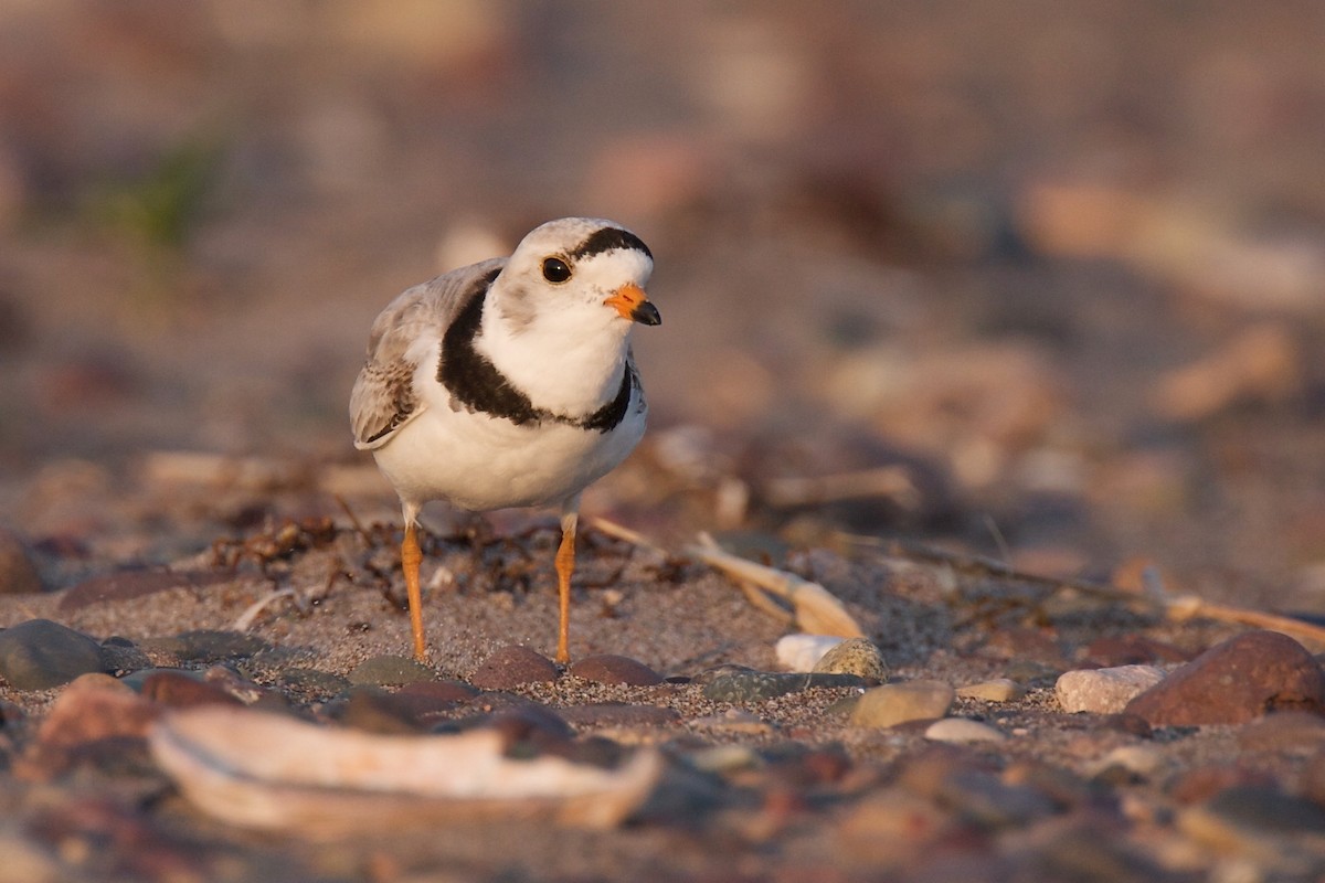 Piping Plover - Detcheverry Joël