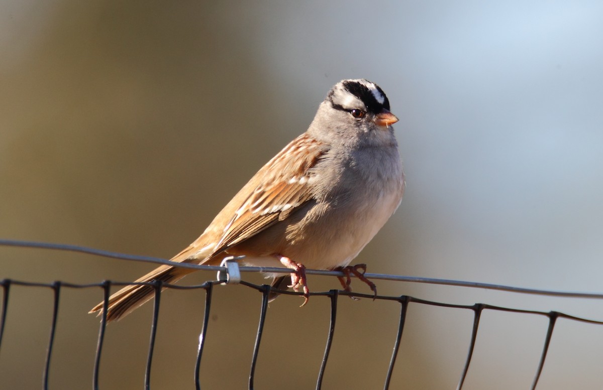 White-crowned Sparrow - Brendan Klick