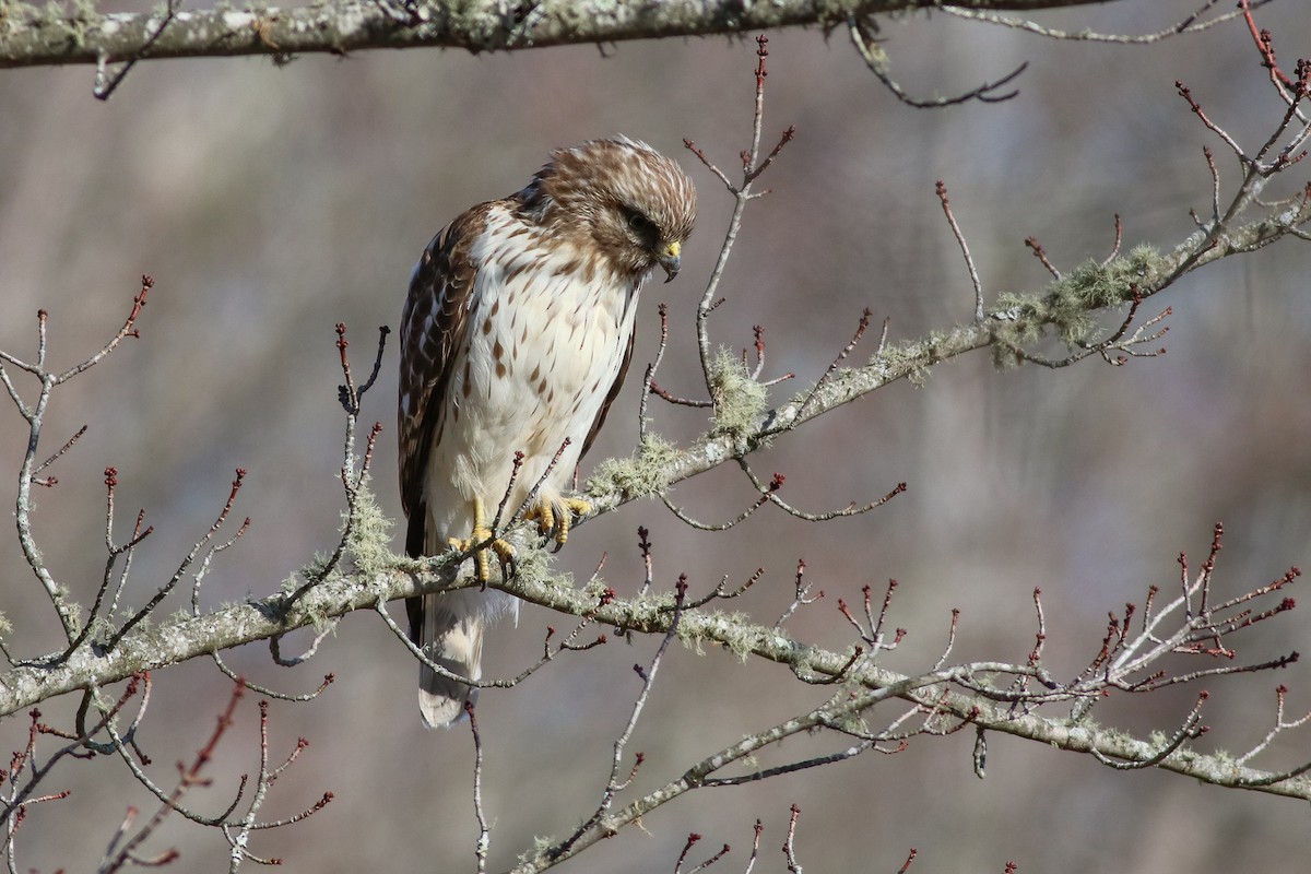 Red-shouldered Hawk (lineatus Group) - ML210600131