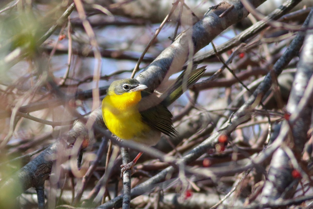 Yellow-breasted Chat (virens) - Nick Tepper