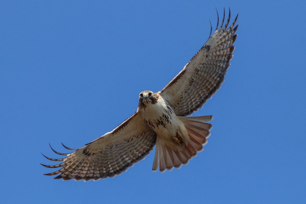 Red-tailed Hawk (borealis) - Nick Tepper