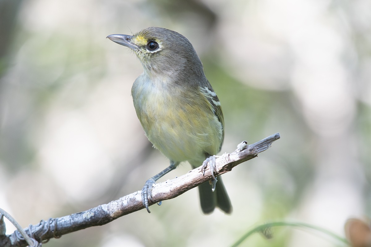 Thick-billed Vireo - ML210601481