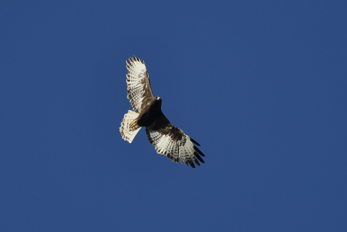 Short-tailed Hawk - ML210603081