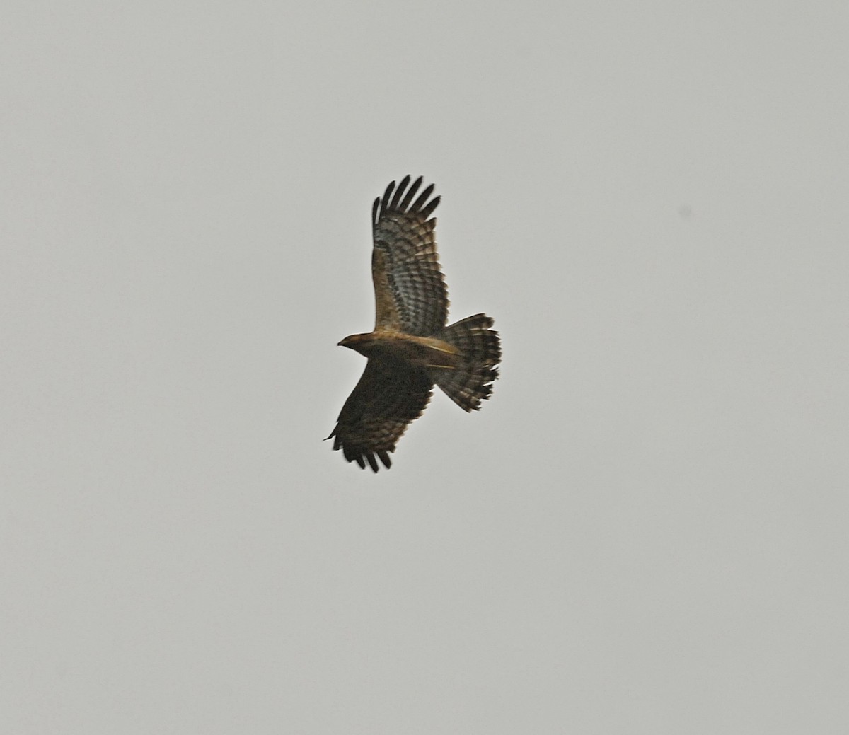 Ayres's Hawk-Eagle - Marek Latkowski