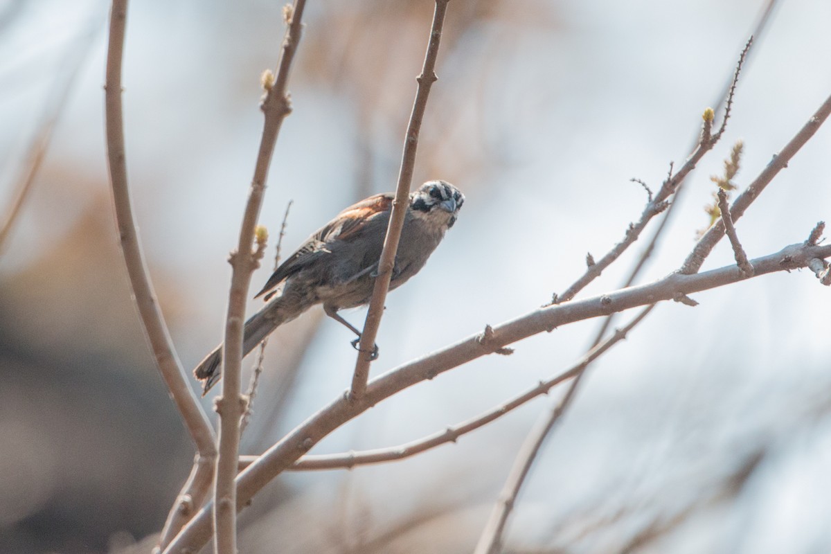 Cape Bunting (Vincent's) - ML210606591